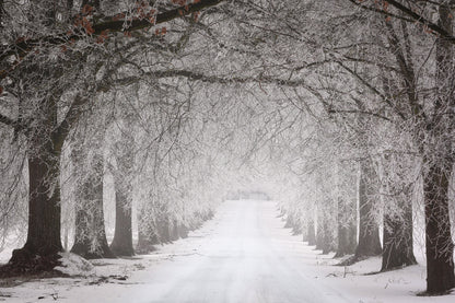 Snow Covered Forest Photograph Home Decor Premium Quality Poster Print Choose Your Sizes