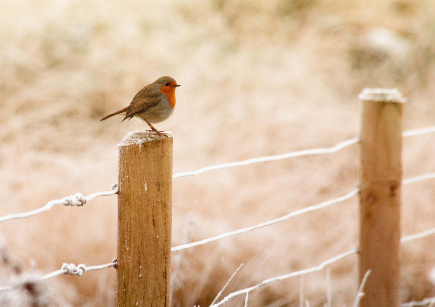 Small Bird on a Fence Photograph Print 100% Australian Made