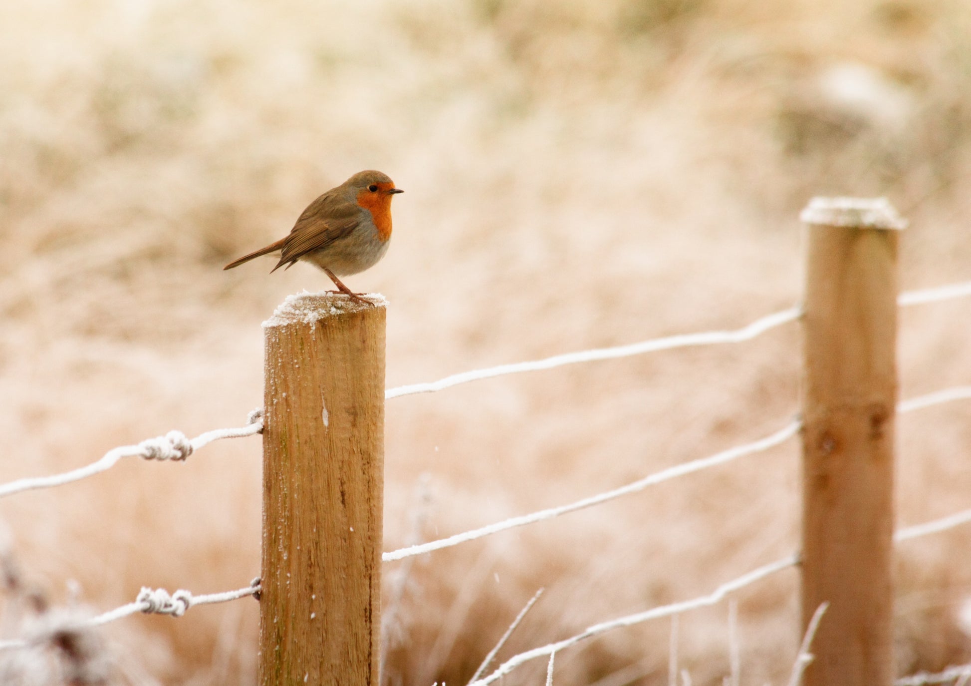 Small Bird on a Fence Photograph Print 100% Australian Made