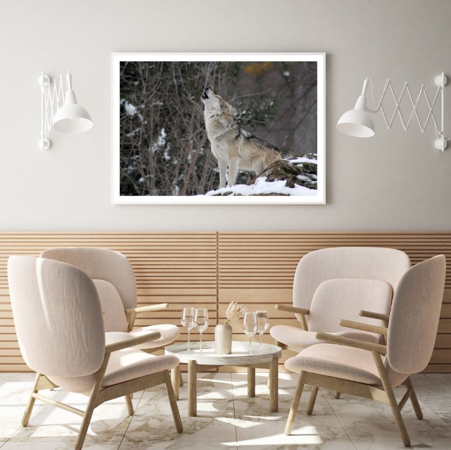 Wolf Hooting Closeup Photograph Home Decor Premium Quality Poster Print Choose Your Sizes