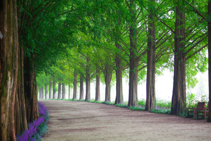 Walkway Among Tree Tunnel Photograph Print 100% Australian Made