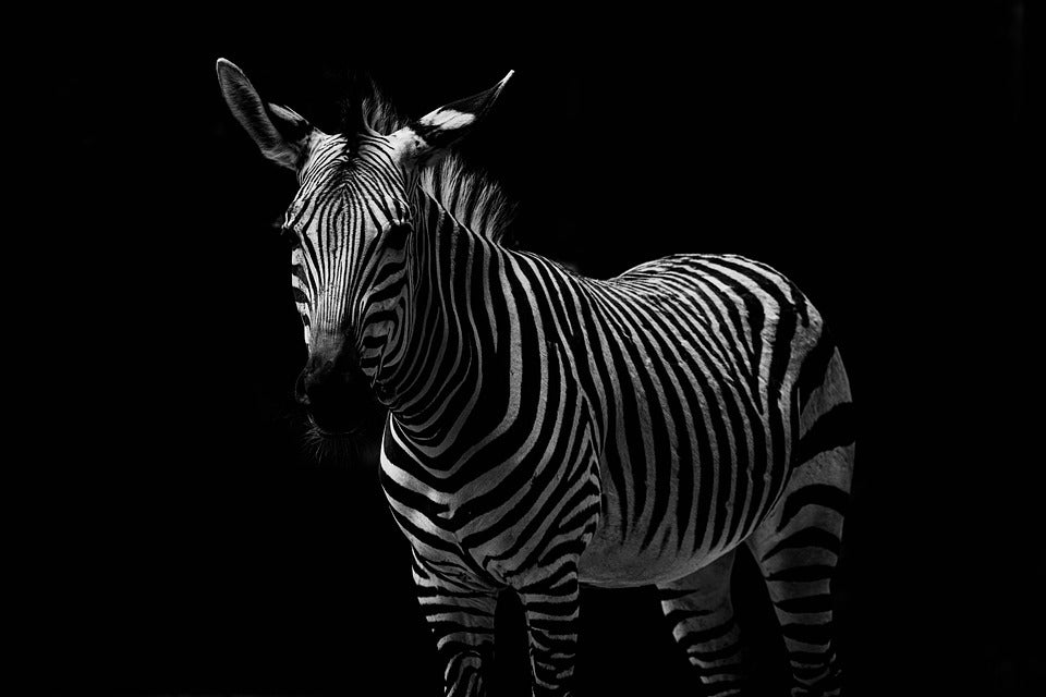 Zebra Photograph View Print 100% Australian Made