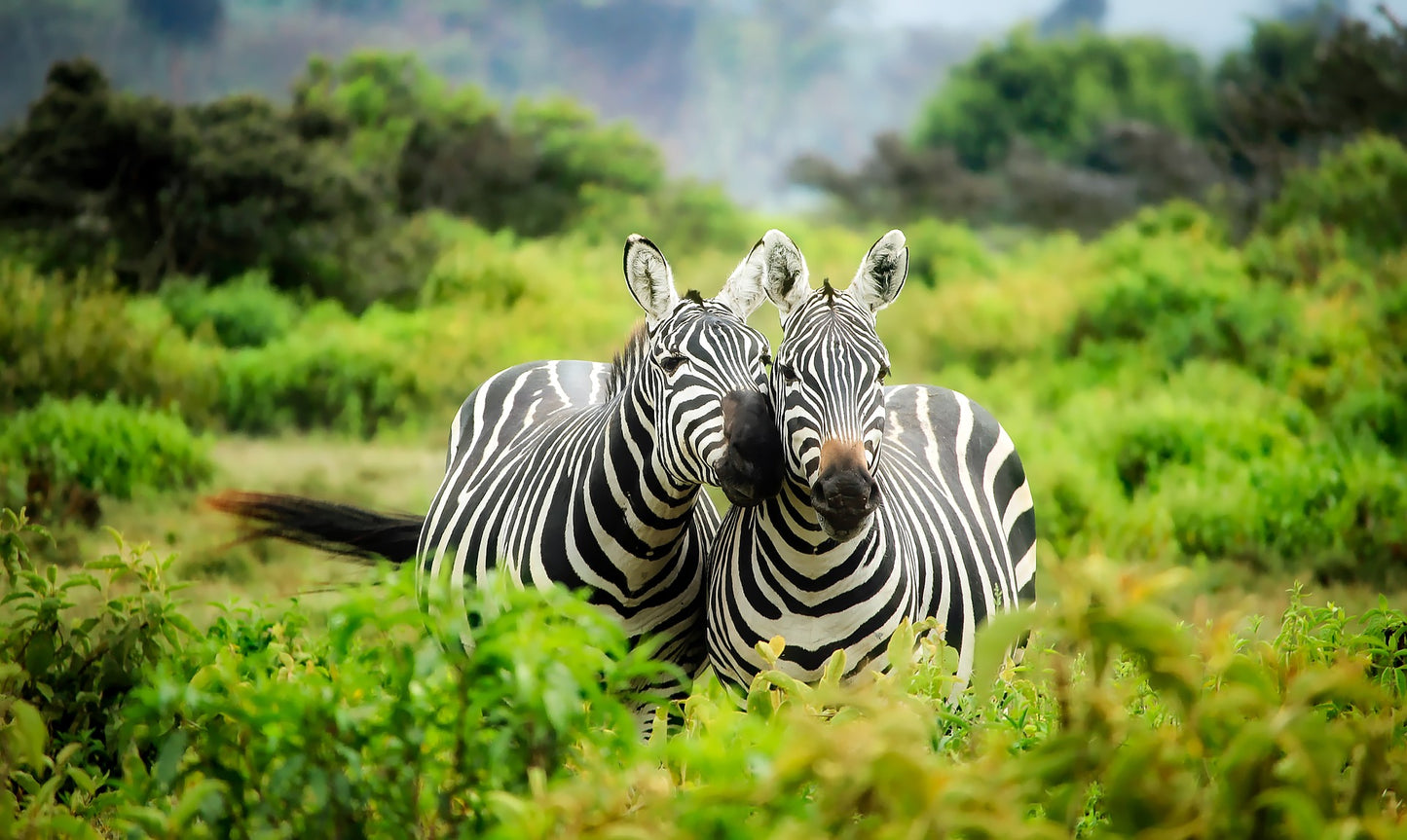 Zebras in Forest Photograph Home Decor Premium Quality Poster Print Choose Your Sizes