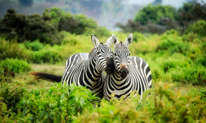 Zebras in Forest Photograph Home Decor Premium Quality Poster Print Choose Your Sizes